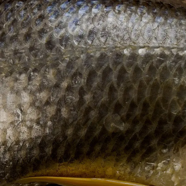 Los Pescados – El Año Del Pescado