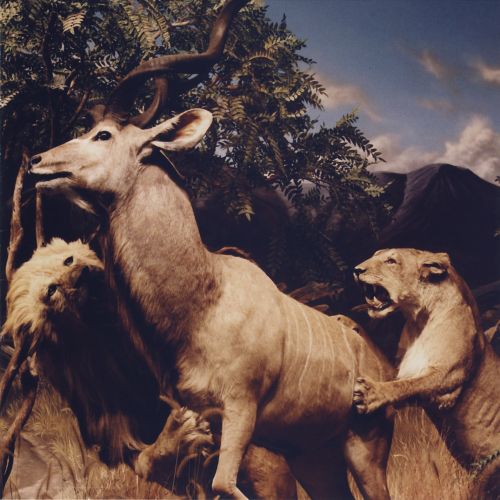 [NLP4355] Interpol – Our Love To Admire